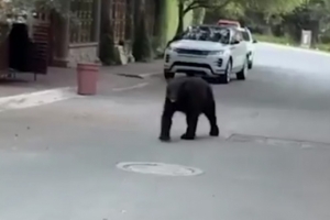 熊出沒！太陽報：前馬競前鋒科雷亞抱女兒出門，遇到一只熊